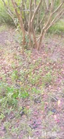 高度500厘米大红紫薇