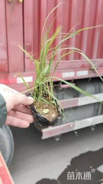 高度30厘米狼尾草