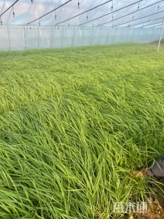 高度35厘米矢羽芒