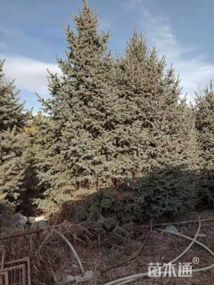 高度4000厘米樟子松