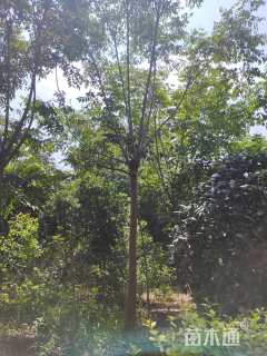 15公分黄山栾树