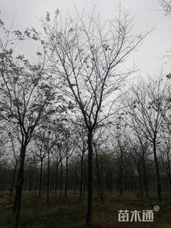 15公分高杆早樱