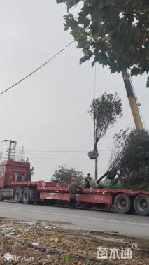 12公分菊花碧桃