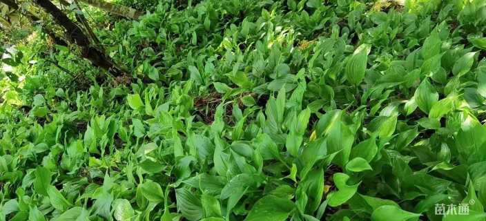 高度25厘米紫花玉簪