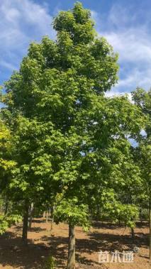 16公分北美枫香