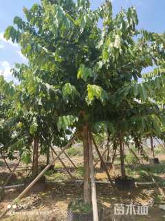 13公分大叶紫薇