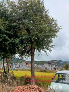 40公分朴树
