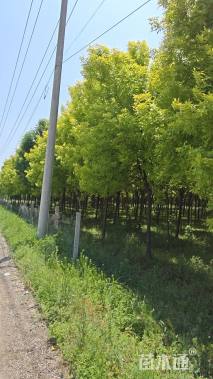 15公分金叶白蜡