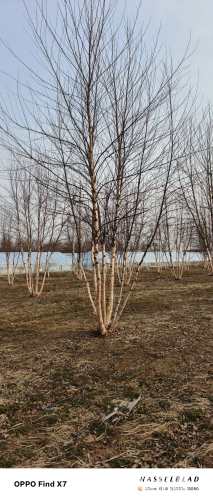 高度800厘米丛生白桦