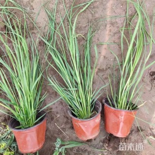 高度55厘米矮蒲苇