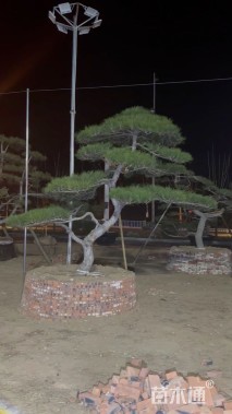 高度300厘米油松