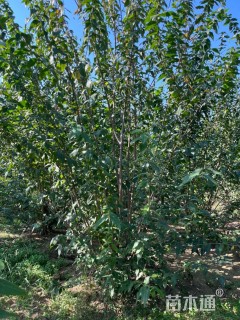 高度320厘米丛生蜡梅