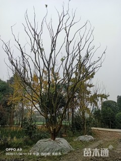 高度400厘米石榴