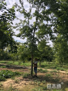 20公分美国红枫