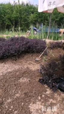 高度15厘米连翘