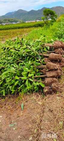 高度160厘米法国冬青