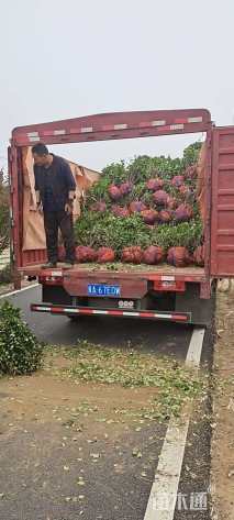 80厘米扶芳藤球