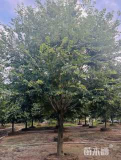 20.5公分朴树