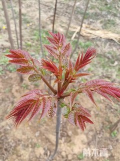 10公分红油香椿