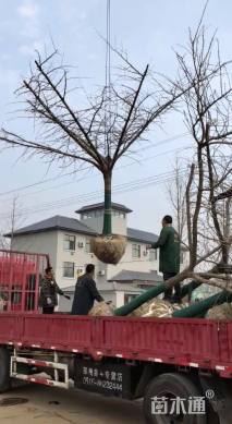 18公分嫁接银杏