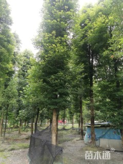 30公分金丝楠木