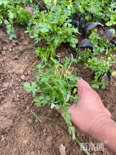 高度13厘米五叶委陵菜