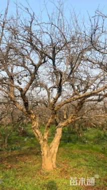 高度420厘米石榴