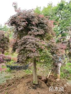 高度180厘米羽毛枫