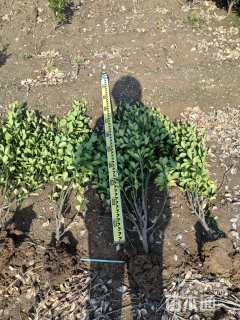 高度80厘米大叶黄杨