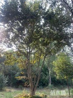 60公分(6杆)丛生朴树