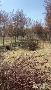 8公分红宝石海棠