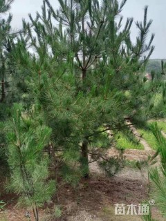 高度100厘米樟子松