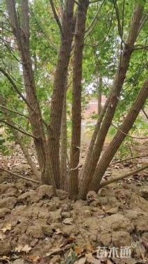 高度700厘米丛生五角枫