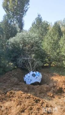 高度500厘米白皮松