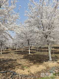 29公分染井吉野樱