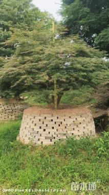 高度290厘米羽毛枫