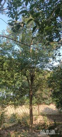 15公分大叶女贞