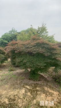 高度300厘米羽毛枫