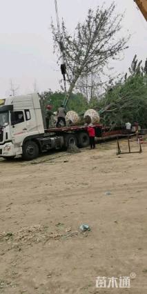 70公分嫁接银杏