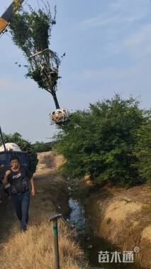 60公分丛生无患子