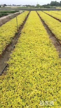 高度25厘米六道木