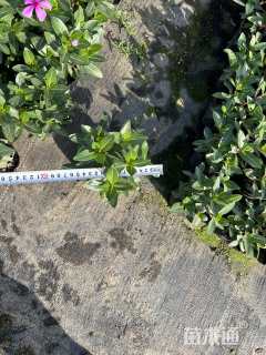 高度15厘米长春花