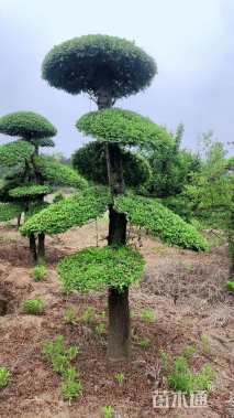 30公分造型对节白蜡