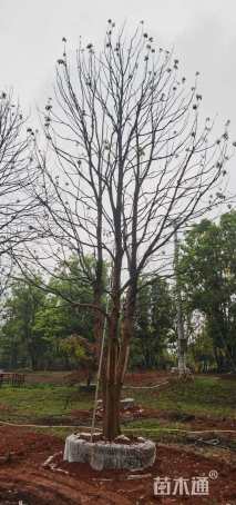 60公分(3杆)丛生香樟