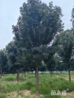 15公分秋紫白蜡