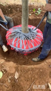 15公分二乔玉兰