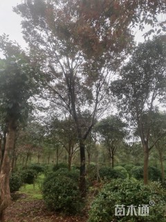 20公分榉树