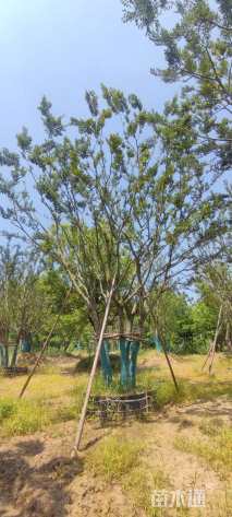 80公分(5杆)丛生朴树
