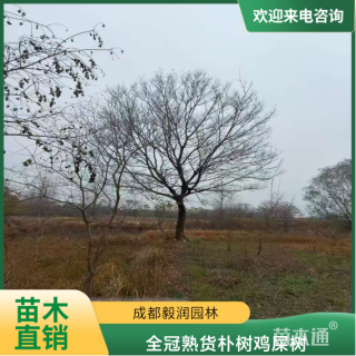 28公分全冠熟货朴树鸡屎树