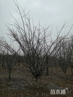 12公分垂丝海棠